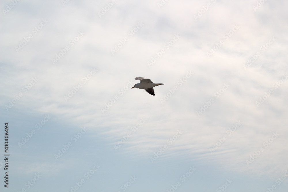 seagull in flight