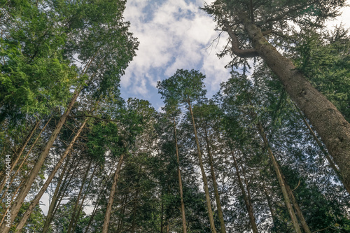 Autumn Forest of Hinoki Cypress Trees in Beopgiri, Yangsan, South Korea