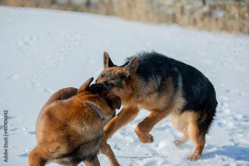 german shepherd and belgian shepherd malinua playin and running от snow winter