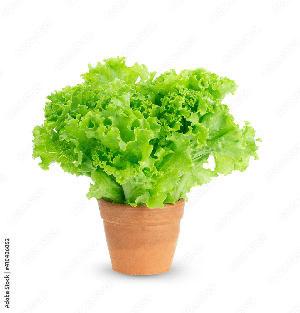 lettuce leaves isolated on white background. lettuce leaves isolated on white background.