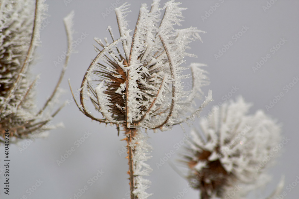 frozen mist frozen mist