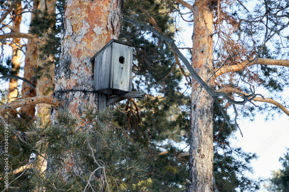 old birdhouse attached with rusty wire to the trunk of a pine tree
