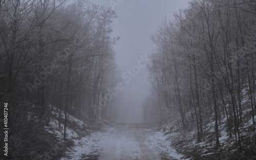 misty woods © Jeroen