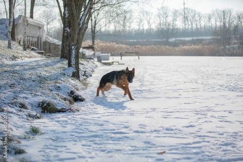German shepherd in winter on snow