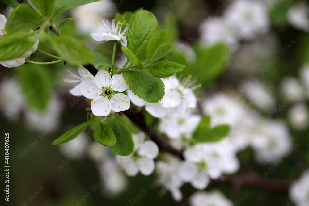 Cherry blossom in spring. White flowers on a branch in a garden, soft colors Cherry blossom in spring. White flowers on a branch in a garden, soft colors