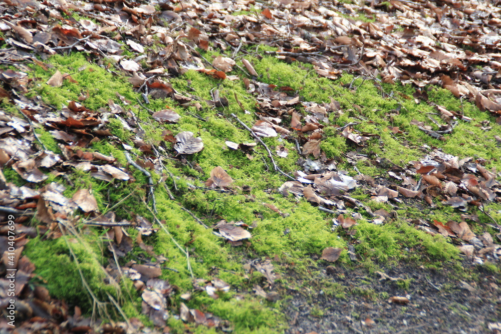 Fall in the forest Fall in the forest