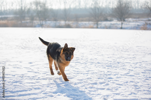 German shepherd in winter on snow