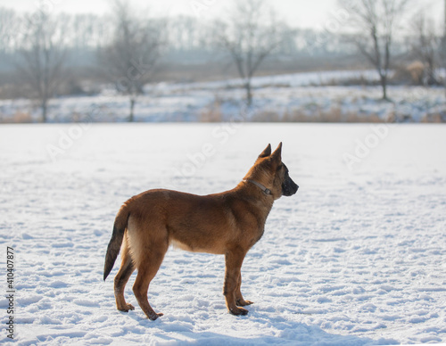 dog malinua belgian shepherd in winter on snow