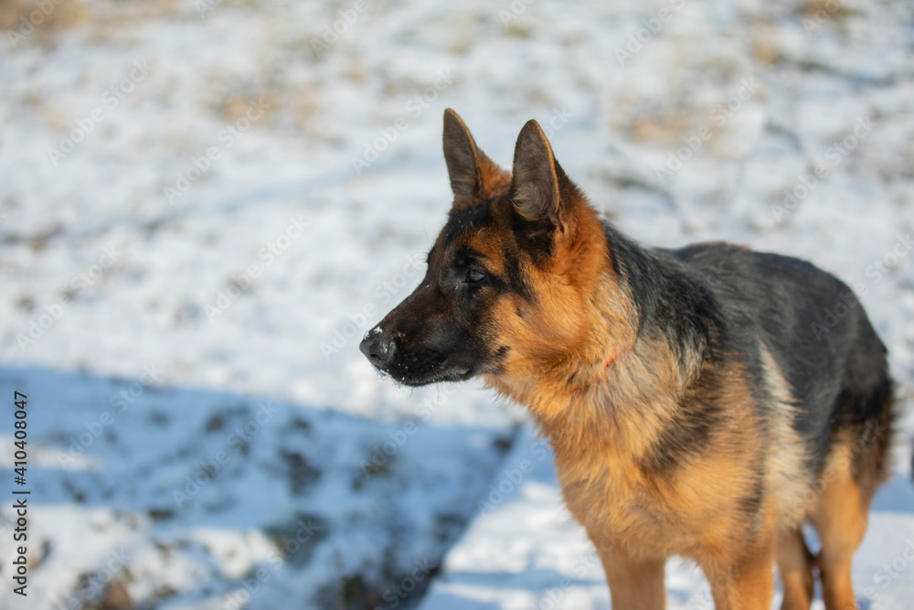 German shepherd in winter on snow German shepherd in winter on snow