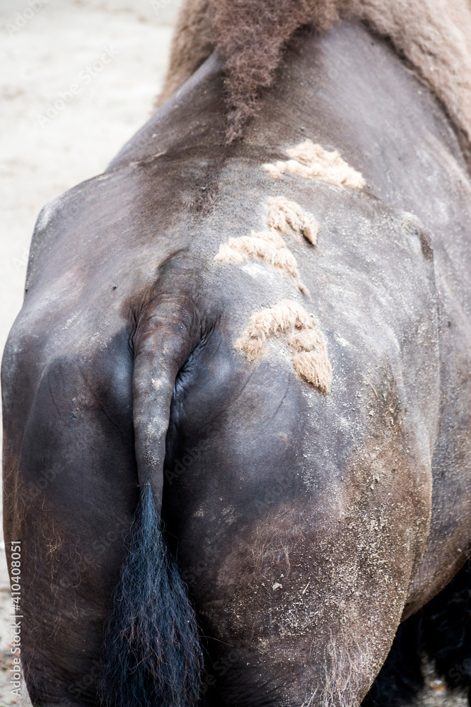 Obraz premium hinten