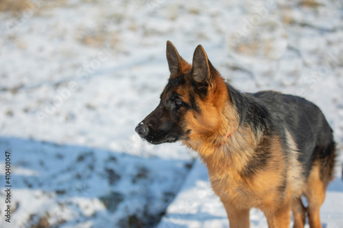 German shepherd in winter on snow