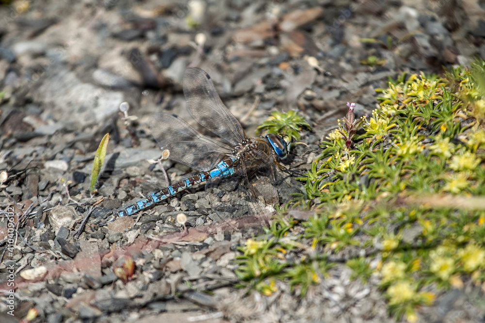 dragonfly on a tree