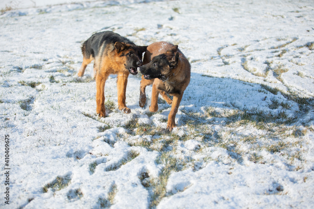 german shepherd and belgian shepherd malinua playin and running от snow winter german shepherd and belgian shepherd malinua playin and running от snow winter