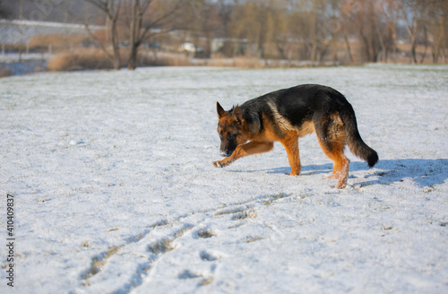 German shepherd in winter on snow