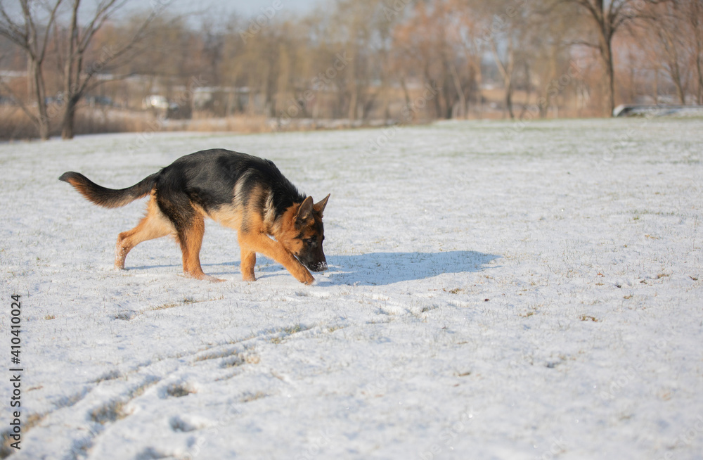 German shepherd in winter on snow German shepherd in winter on snow
