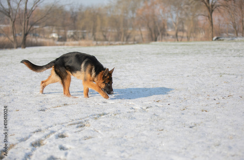 German shepherd in winter on snow
