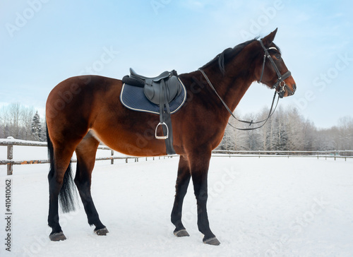 Harnessed brown horse in paddock. Horse on a farm in winter.