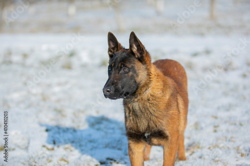 dog malinua belgian shepherd in winter on snow