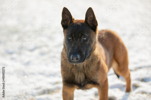 dog malinua belgian shepherd in winter on snow