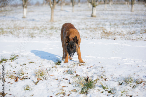 dog malinua belgian shepherd in winter on snow