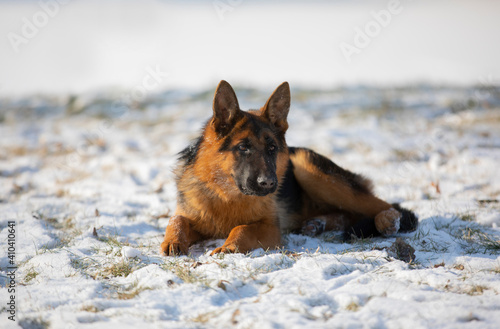 German shepherd in winter on snow