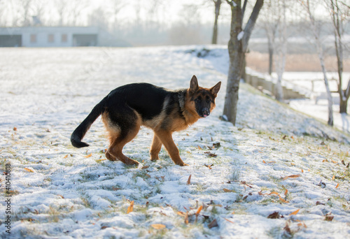 German shepherd in winter on snow