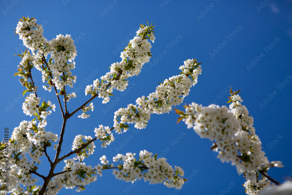 Flowers of the cherry blossoms on a spring day Flowers of the cherry blossoms on a spring day