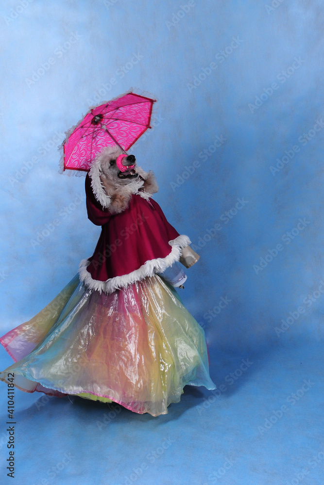 Obraz premium Dog in dress and winter hat on blue background on new year
