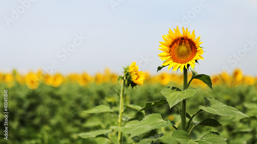 field of sunflowers. copy space.