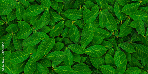 Green rubber leaves background. Natural background and wallpaper. Green leaf background.