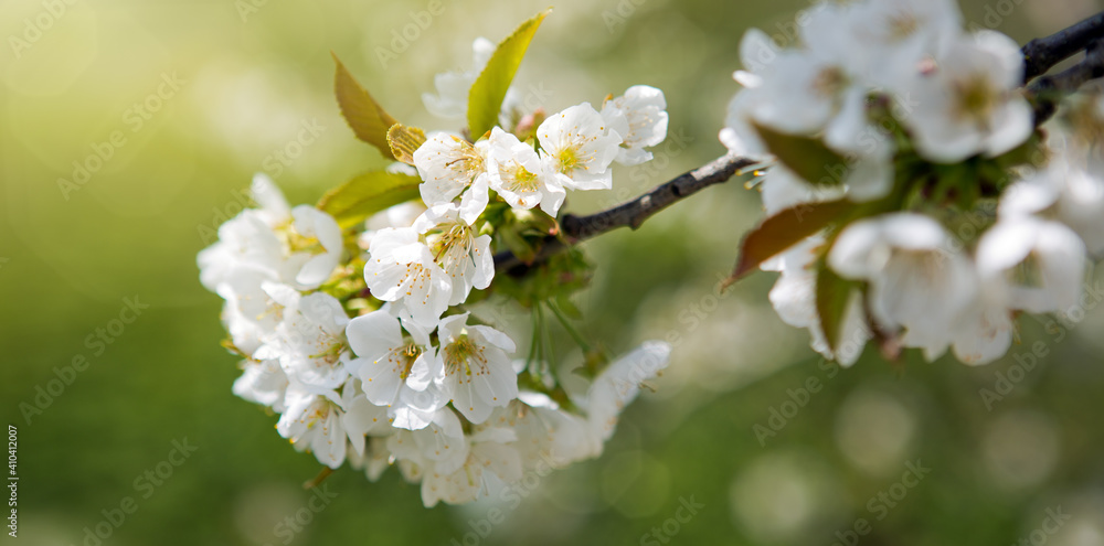 Branches of blossoming cherry with soft focus . Branches of blossoming cherry with soft focus .