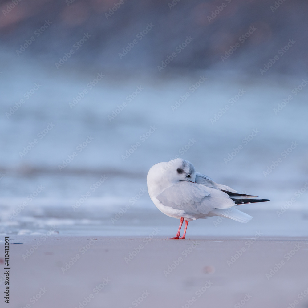 Obraz premium mouette rieuse