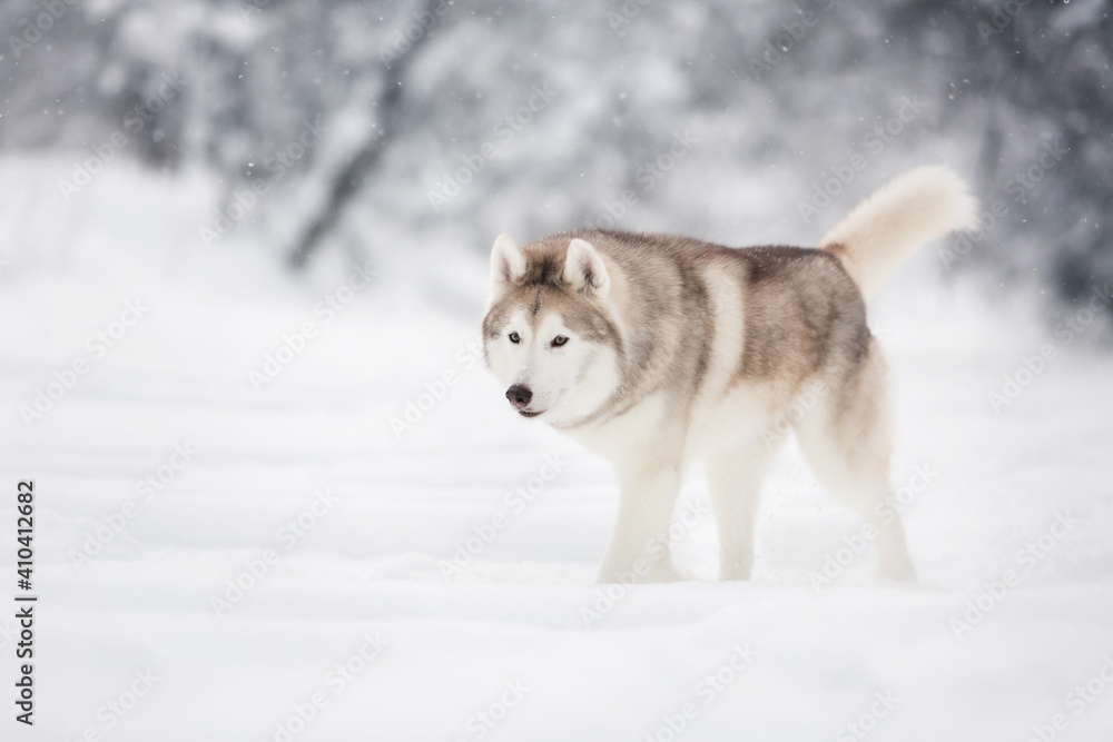 Portrait of siberian husky dog walking in the snowy winter forest. Portrait of siberian husky dog walking in the snowy winter forest.