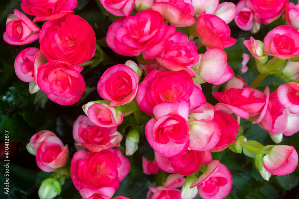 begonia flowers beautiful Pattern of natural pink petals texture, full blooming in flower garden for background begonia flowers beautiful Pattern of natural pink petals texture, full blooming in flower garden for background