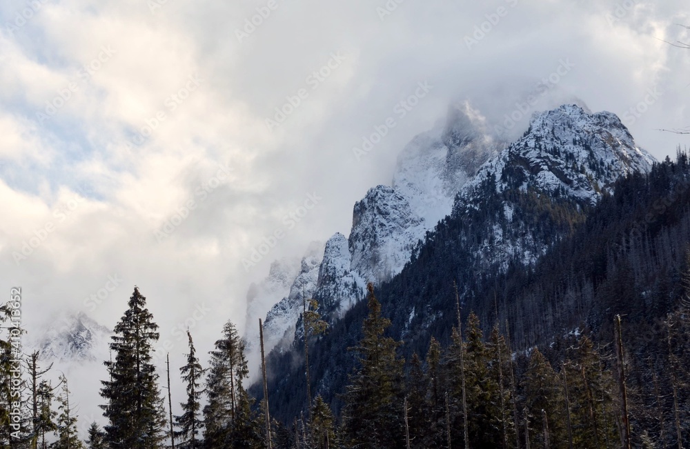 Snowy and misty Tatra mountains and spruces trees at the foot of the mountain Snowy and misty Tatra mountains and spruces trees at the foot of the mountain