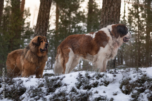 two giant breed dogs posing in winter forest