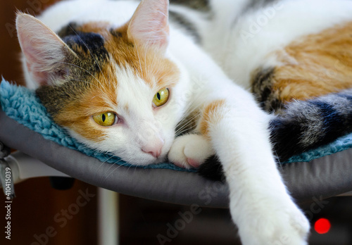 A domestic tricolor cat lies on a chair.  photo