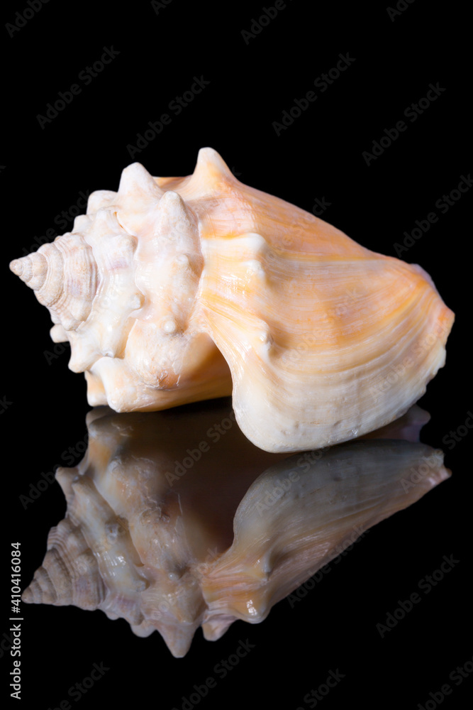 Single sea shell of Aliger gigas known as the queen conch isolated on black background, close up Single sea shell of Aliger gigas known as the queen conch isolated on black background, close up