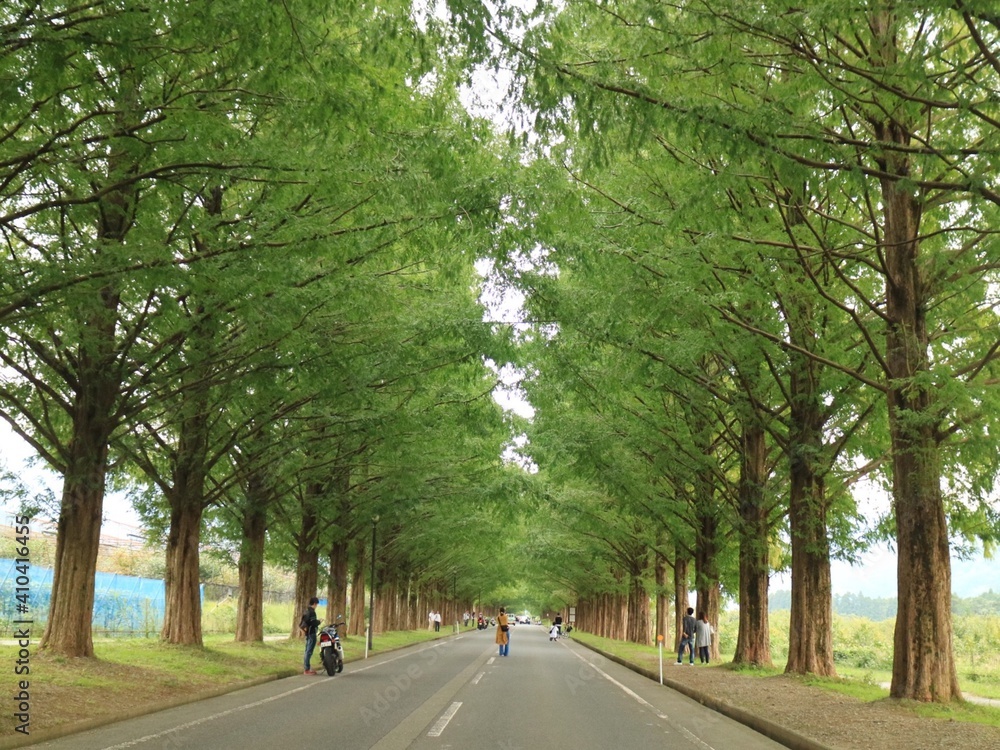 alley in the park