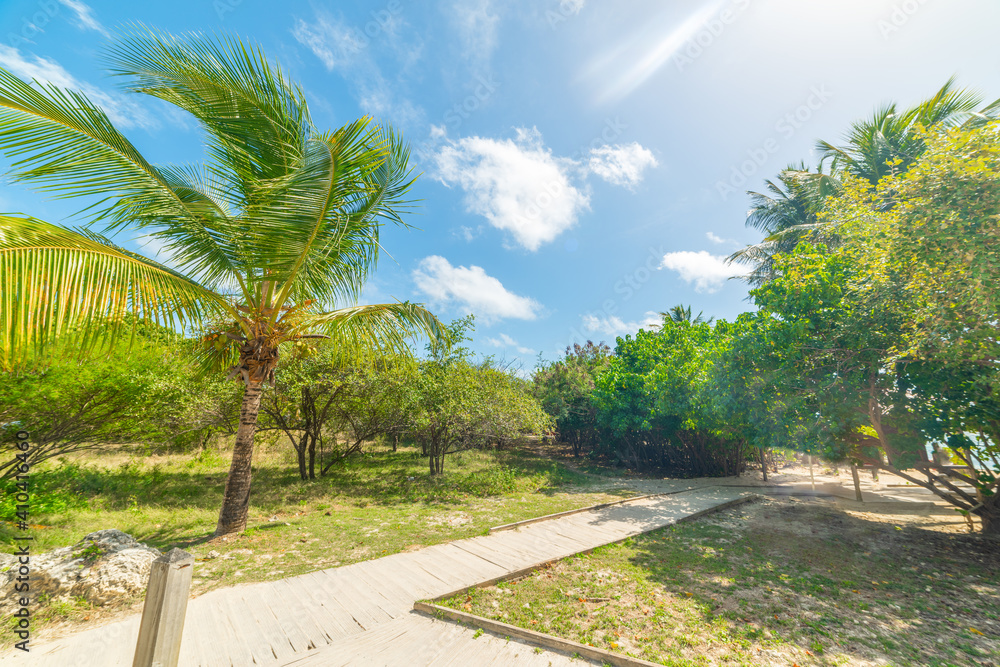 Fototapeta premium Path to the beach in Guadeloupe