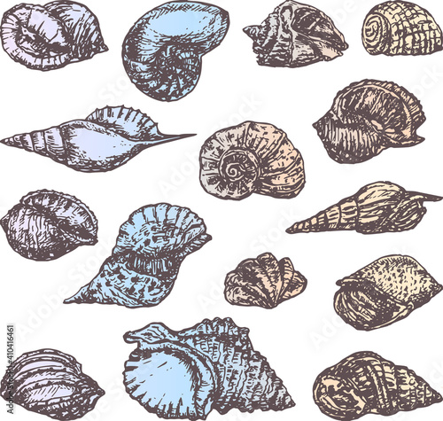 Vector image of sketches various seashells