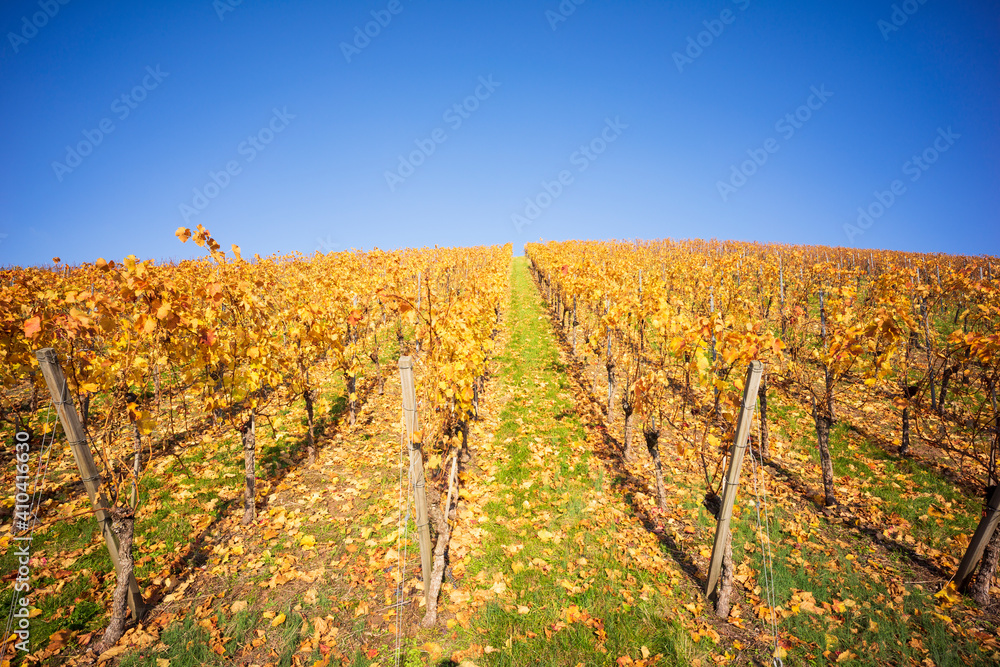 Blue sky and autumnal yellow grapevines