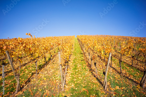Blue sky and autumnal yellow grapevines