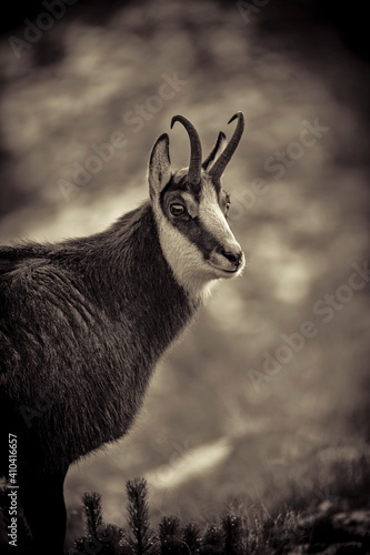 Fototapeta Naklejka Na Ścianę i Meble -  kozica tatrzanska, tatry polskie, tatry wysokie, hala hasienicowa