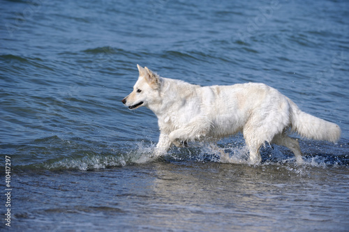 White Swiss Shepherd on the ocean in holiday