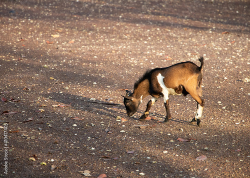 Small brown goat kid Looking for food. Goat brown.