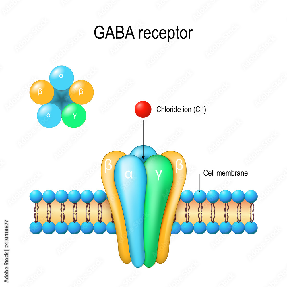 GABA receptor structure Stock Vector Adobe Stock