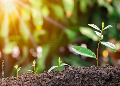 Agriculture and plant grow sequence with morning sunlight and dark green blur background. Germinating seedling grow step sprout growing from seed. Nature ecology and growth concept with copy space.