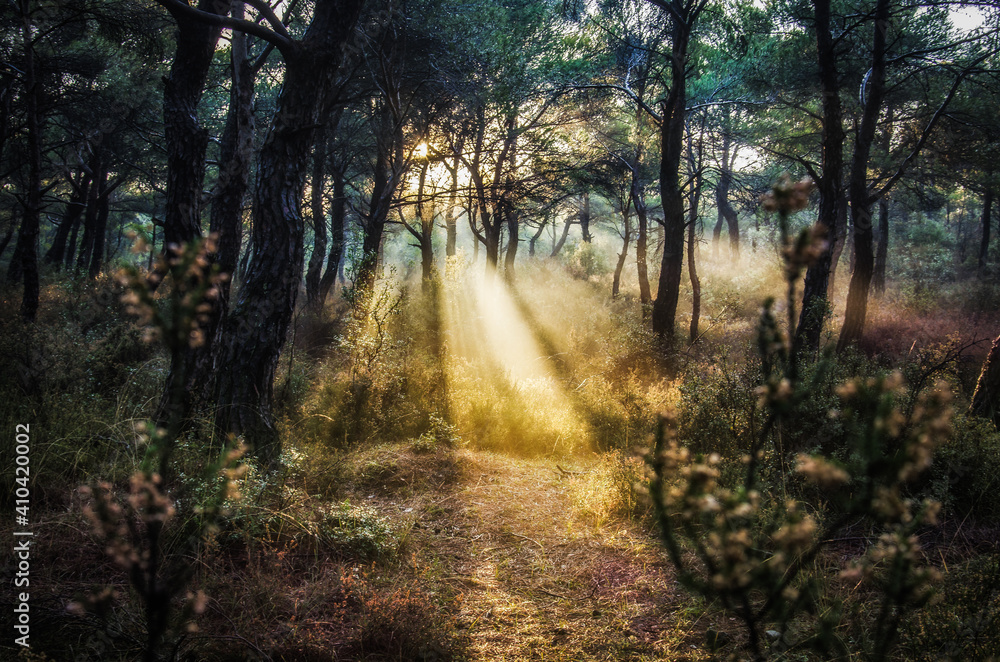 Fototapeta premium morning in the forest