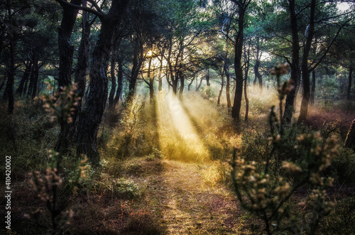 morning in the forest